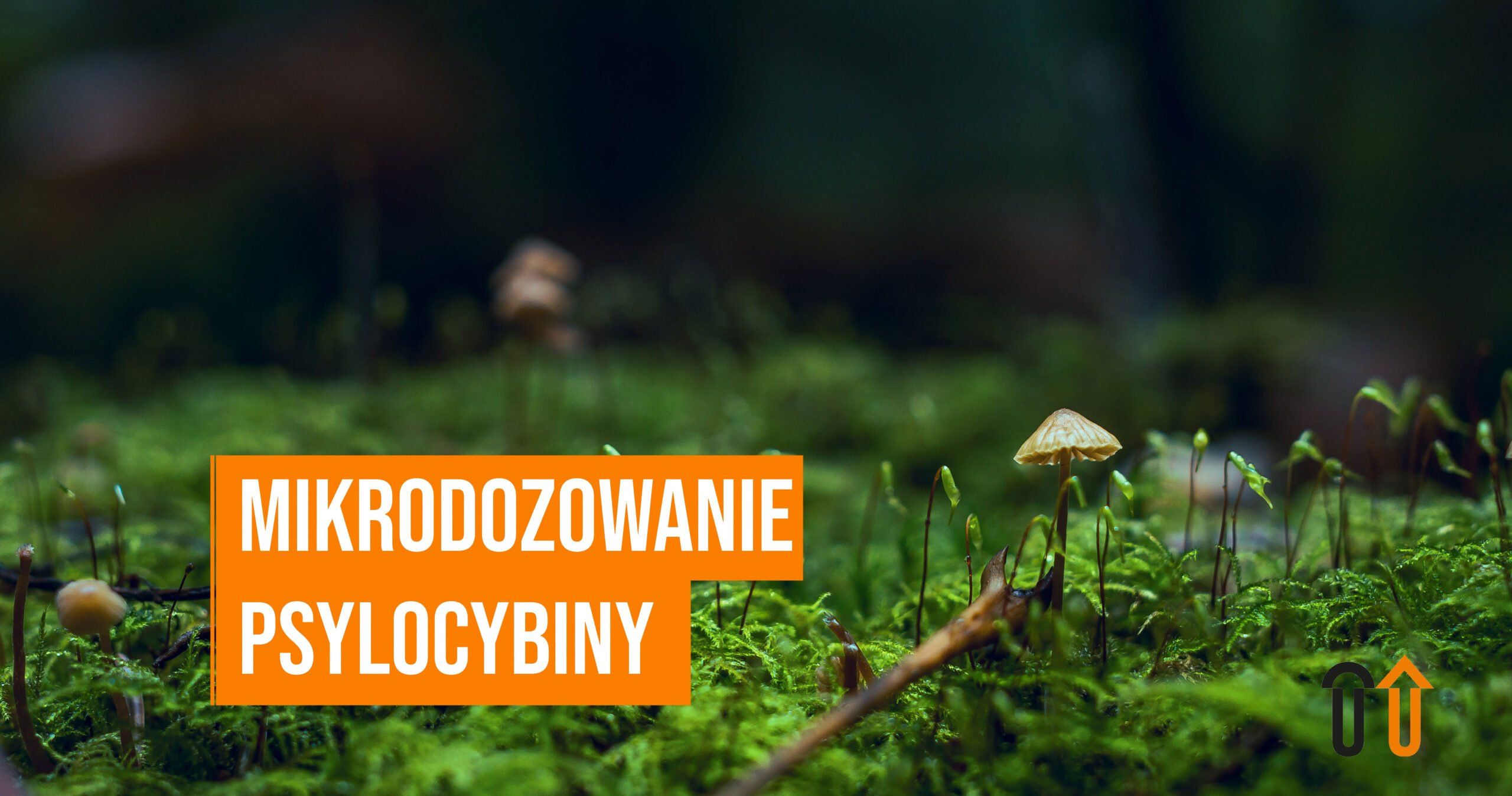 Blog 9 Microdosing support, czyli mikrodozowanie psylocybiny