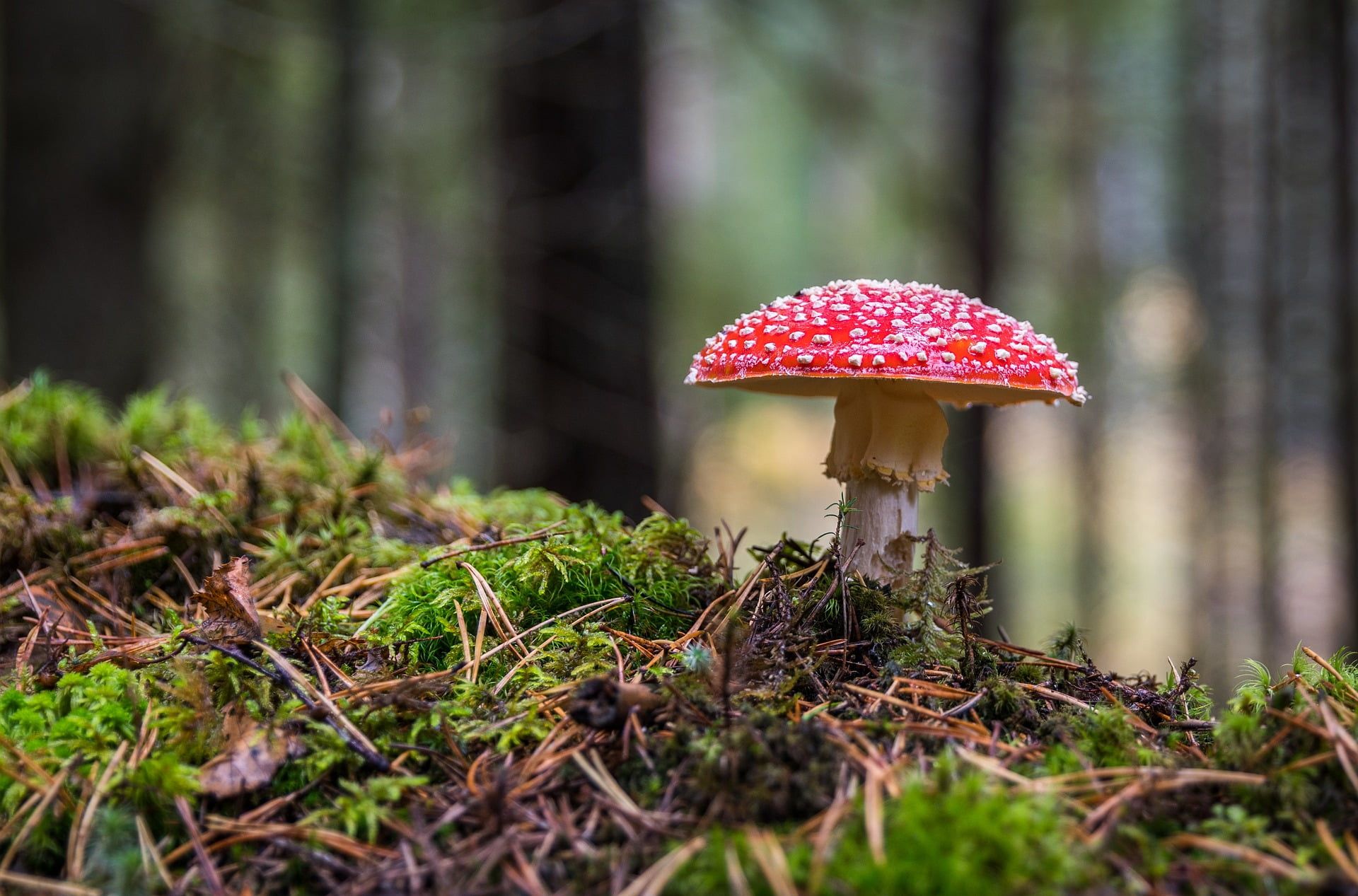 Blog 8 Dekady badań Amanita muscaria – naukowe fakty o czerwonym kapeluszu